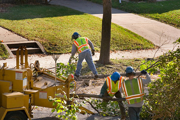 Best Tree and Shrub Care  in Orange Cove, CA